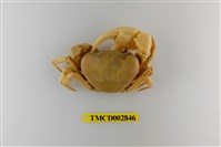 藏品(邱氏澤蟹)的圖片